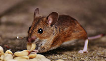 24 Hour & Emergency Exterminators in Mc Coll, SC